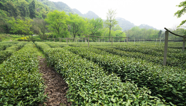 茶叶基地