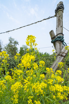 香村油菜花