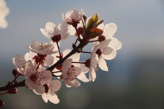 樱花