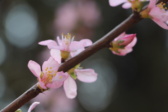 桃花