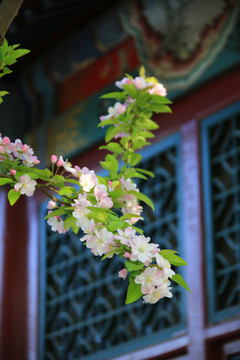 古建筑海棠花