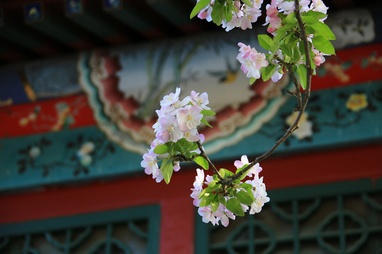 古建筑海棠花