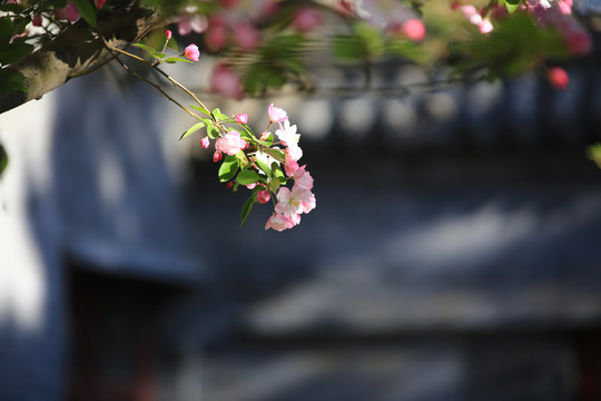 古建筑海棠花