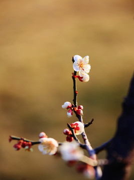 梅花特写