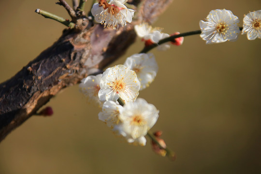 梅花特写