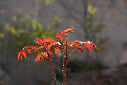 香椿芽