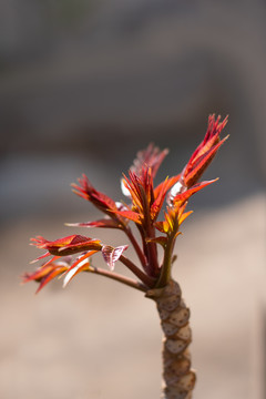 香椿芽