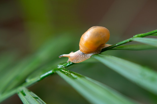 树叶上的蜗牛