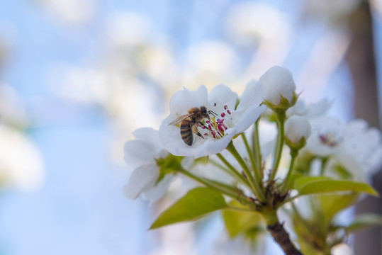 梨花上的蜜蜂