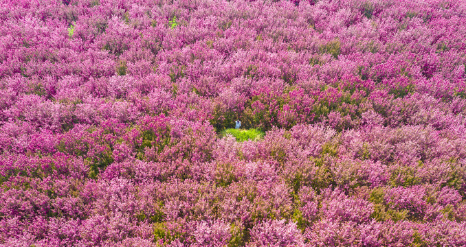 海棠花迎春绽放