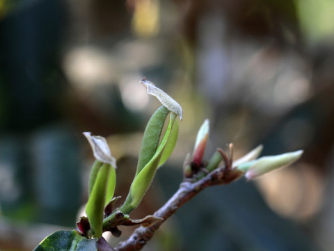 普洱茶树嫩芽