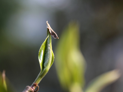 古茶树嫩芽