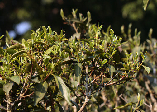 普洱茶古树