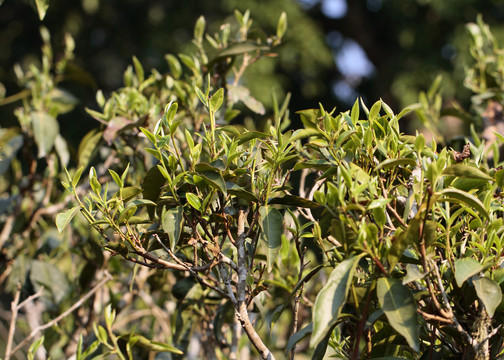 普洱茶树