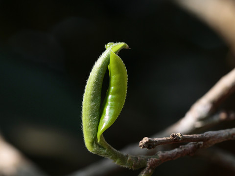 茶树嫩芽