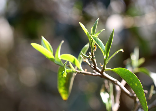 古茶树嫩芽