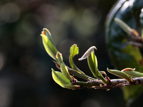 普洱茶树嫩芽