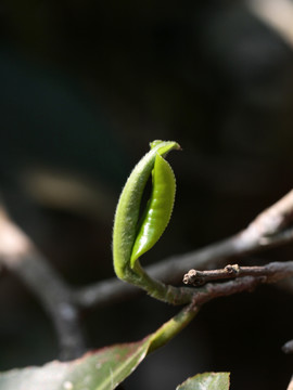 普洱茶树芽头