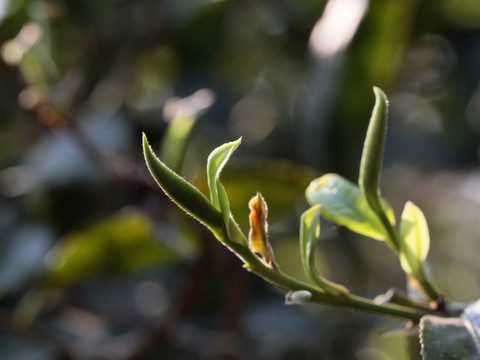 普洱茶树嫩芽