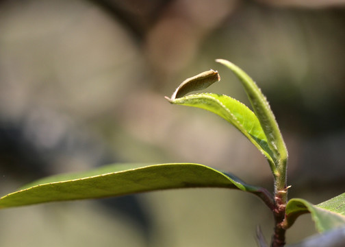 普洱茶树芽头