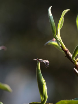 茶树芽头