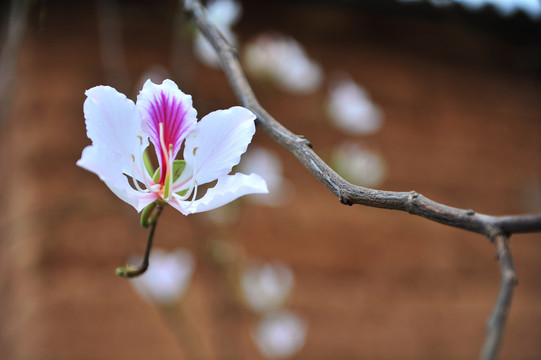 白花羊蹄甲