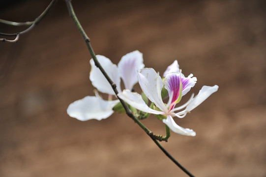 白花羊蹄甲