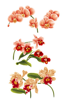 蘭花