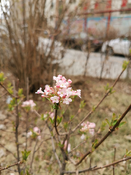 春暖花开