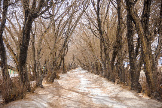 冬帕米尔高原两边满是树木的土路