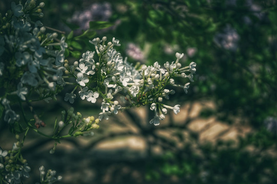 白丁香花