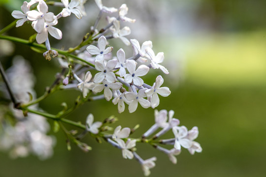 丁香花