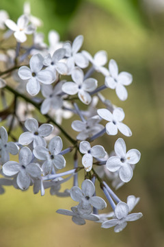 丁香花