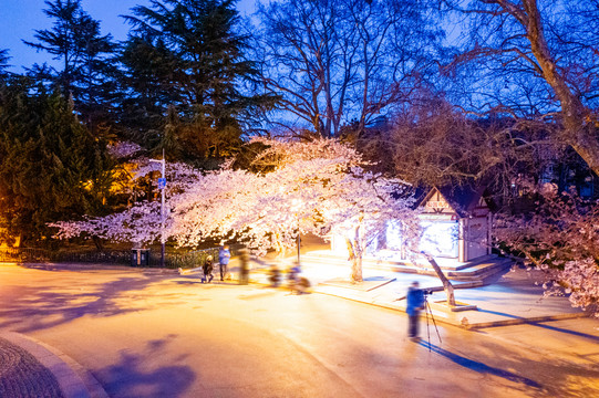 青岛中山的公园樱花夜景