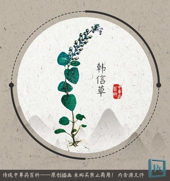 中草药植物韩信草