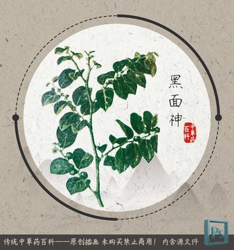 中草藥植物黑面神