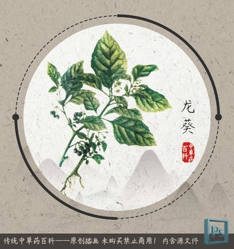 中草藥植物龍葵