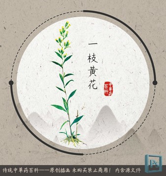 中草藥植物一枝黃花