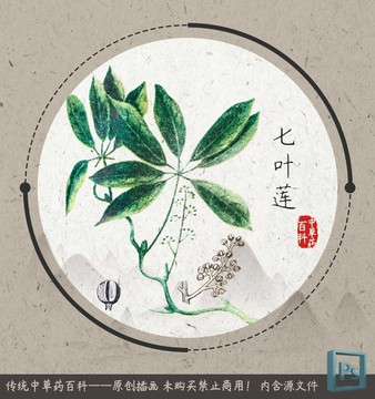 中草药植物七叶莲