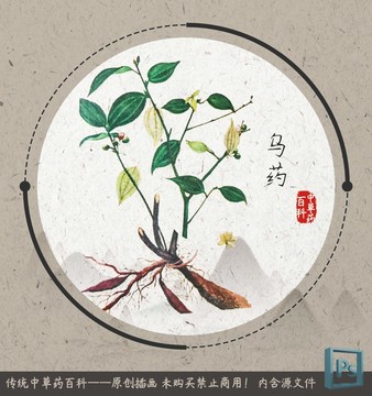 中草药植物乌药