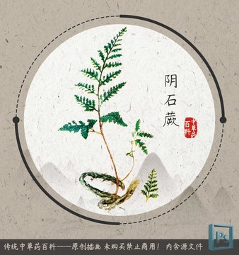 中草药植物阴石蕨