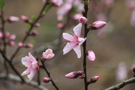 粉色桃花特写