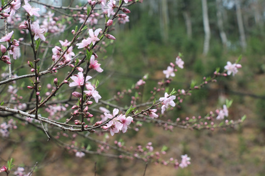 粉色桃花