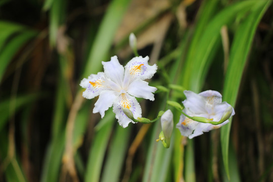 蝴蝶花