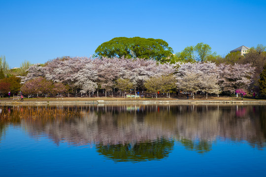 樱花