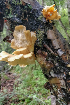 森林里的野生蘑菇