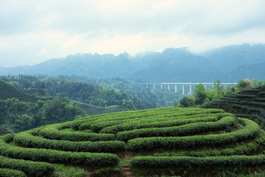 四川名山金鼓村茶山