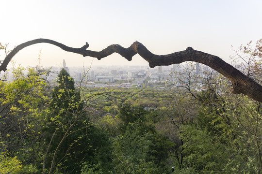 千佛山春光