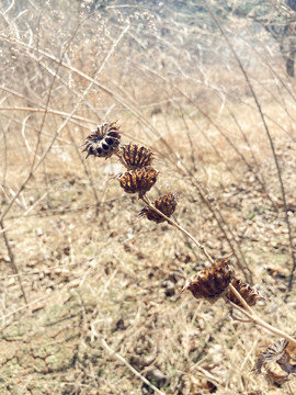 野草