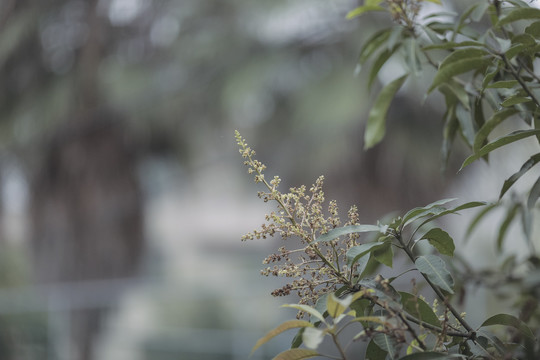 芒果树